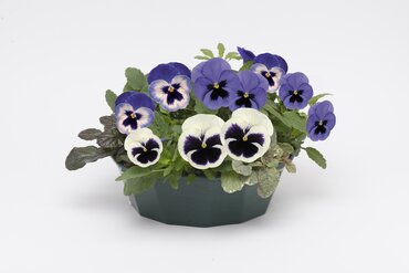 POP Planter Autumn Nautical Chic