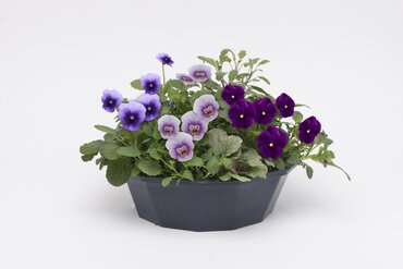 POP Planter Autumn Sophistication