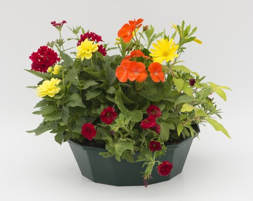 POP Planter Heat Wave