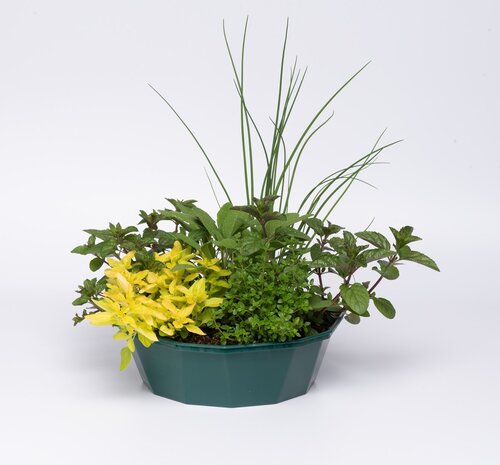 POP Planter Herb Alfresco Mixed