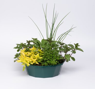 POP Planter Herb Alfresco Mixed
