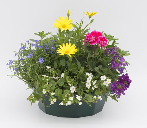 POP Planter Mix Multicolour