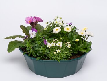 POP Planter Spring Break Acapulco