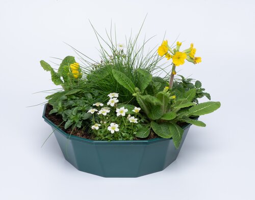 POP Planter Spring Break Key West