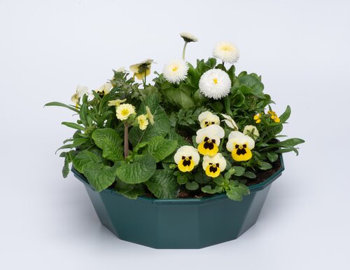 POP Planter Spring Break Rimini