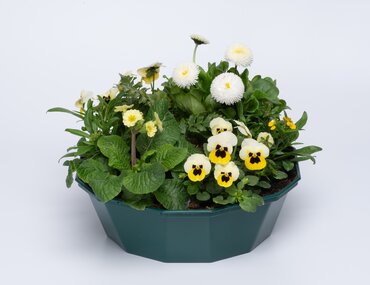 POP Planter Spring Break Rimini