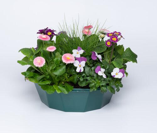 POP Planter Spring Break Tenerife