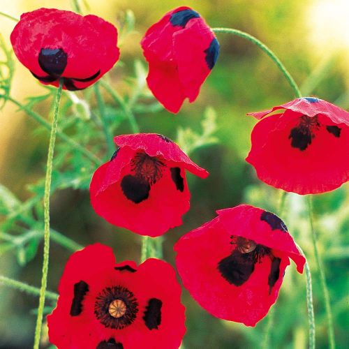 Poppy Seeds (Ladybird) - image 1