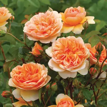 Port Sunlight Shrub Rose 6 Litre