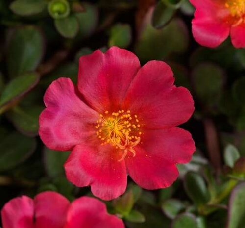 Portulaca Mega Pazzaz Dark Pink 1 Litre