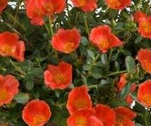 Portulaca Mega Pazzaz Orange 1 Litre