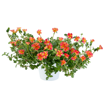 Portulaca Mega Pazzaz Pink Twist 1 Litre