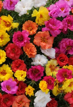 Portulaca Mixed Six Pack