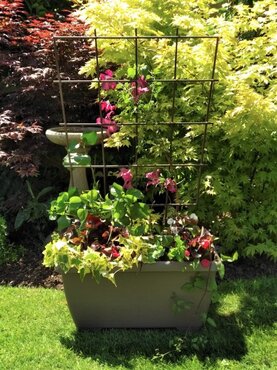 Pot Trellis Small 109x40cm - image 3