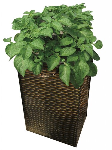 buy potato growing bag