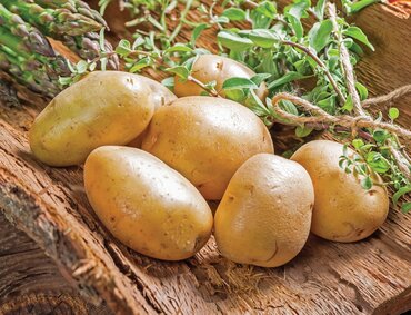 Potato Maris Piper 9cm