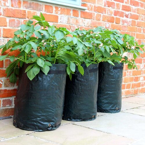 Potato Patio Planter x 3 - image 2