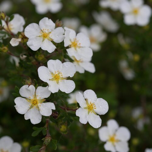 Potentilla 'Abbotswood' 2.3 Litre