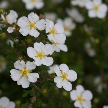 Potentilla 'Abbotswood' 2.3 Litre