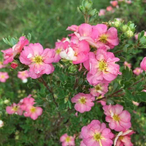 Potentilla 'Bellissima' 2.3 Litre