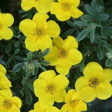 Potentilla 'Goldstar' 2.3 Litre