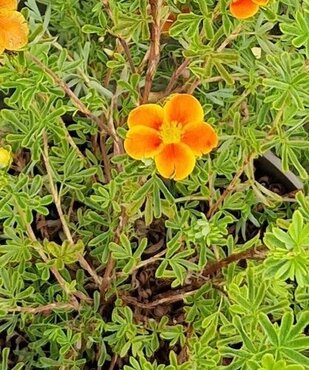 Potentilla 'Hopley's Orange' 3 Litre - image 2