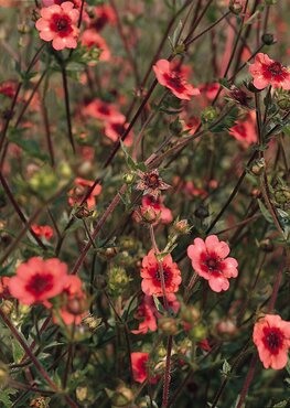 Potentilla Nepalensis Miss Wilmott 9cm