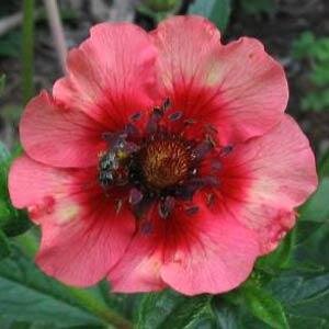 Potentilla Nepalensis Ron Mcbeth 9cm