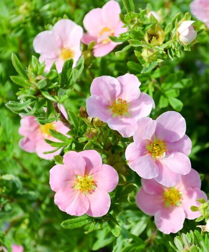 Potentilla 'Pink Queen' 2.3 Litre
