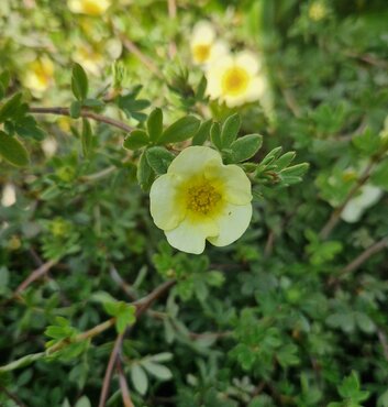 Potentilla Primrose Beauty 3 Litre