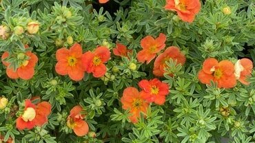 Potentilla 'Red Ace' 2.3 Litre