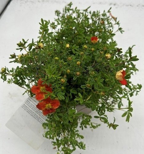 Potentilla 'Red Robin' 3 Litre - image 3