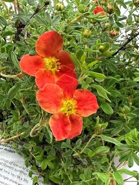 Potentilla 'Red Robin' 3 Litre - image 4