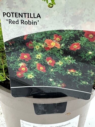Potentilla 'Red Robin' 3 Litre - image 5