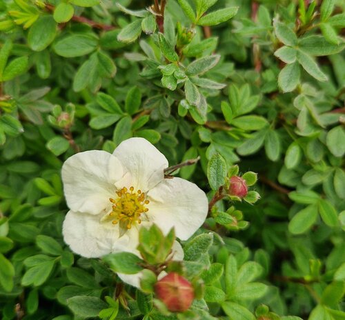 Potentilla Summer Sorbet 3 Litre - image 1