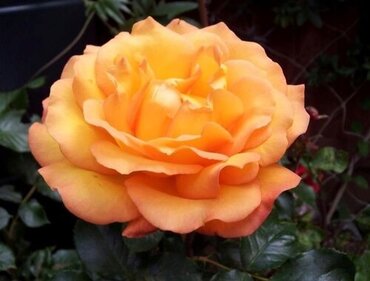 Precious Amber Showstopper Rose 5.5 Litre