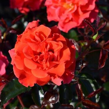 Precious Day Bush Rose 3 Litre