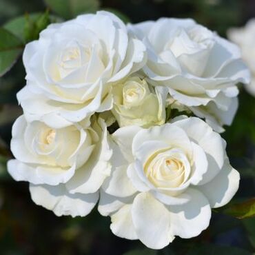 Precious Diamond Bush Rose 3 Litre