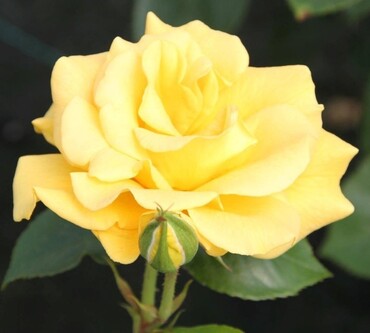 Precious Gold  Bush Rose 3 Litre