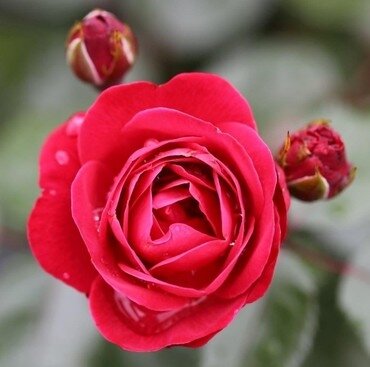 Precious Ruby Showstopper Rose 5.5 Litre