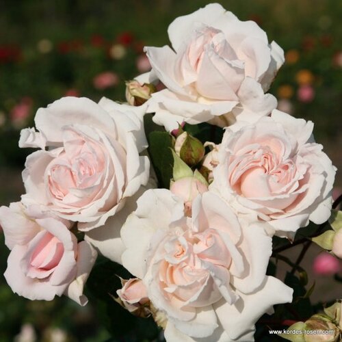 Pretty Parfuma Cottage Garden Rose 5.5 Litre