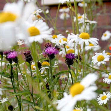 Pretty Perennials Mix Seeds - image 2