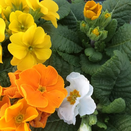 Primrose Daffodil Mixed Jumbo Six