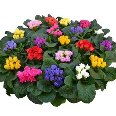 Primrose Rosebud Mix 10.5cm