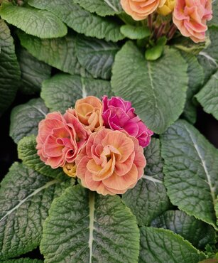 Primrose Rubens Antique Rose 1 Litre