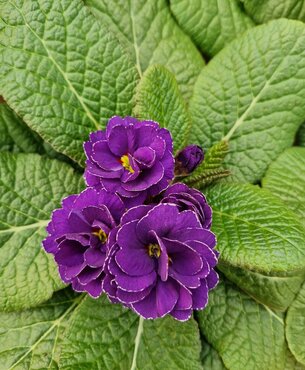 Primrose Rubens Blue Shades 1 Litre