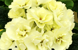 Primrose Rubens Cream 1 Litre