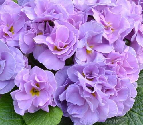 Primrose Rubens Lavender Blue 1 Litre