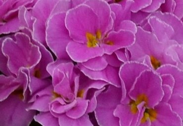Primrose Rubens Lavender Pink 1 Litre
