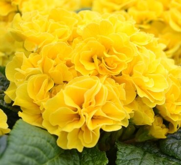 Primrose Rubens Lemon Shades 1 Litre